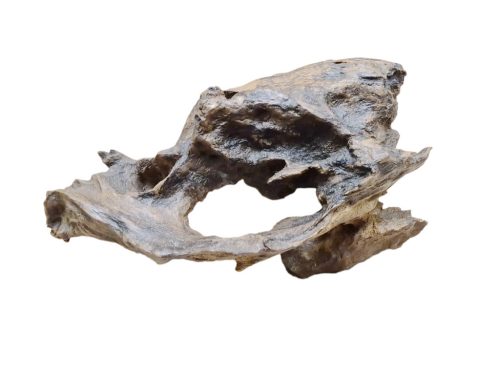 Asztali dísz - Fosszil