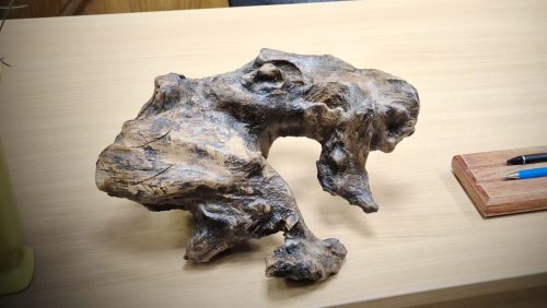 Asztali dísz - Fosszil